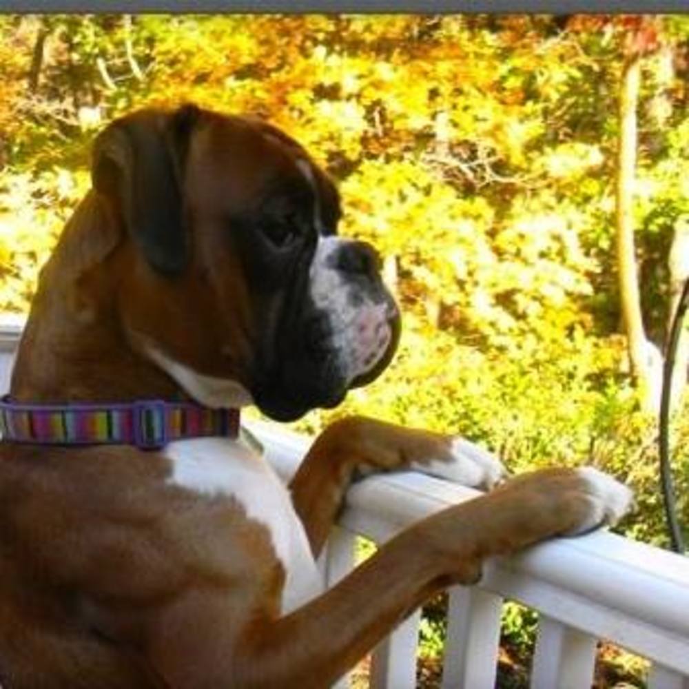 Meet your Posher, Pat